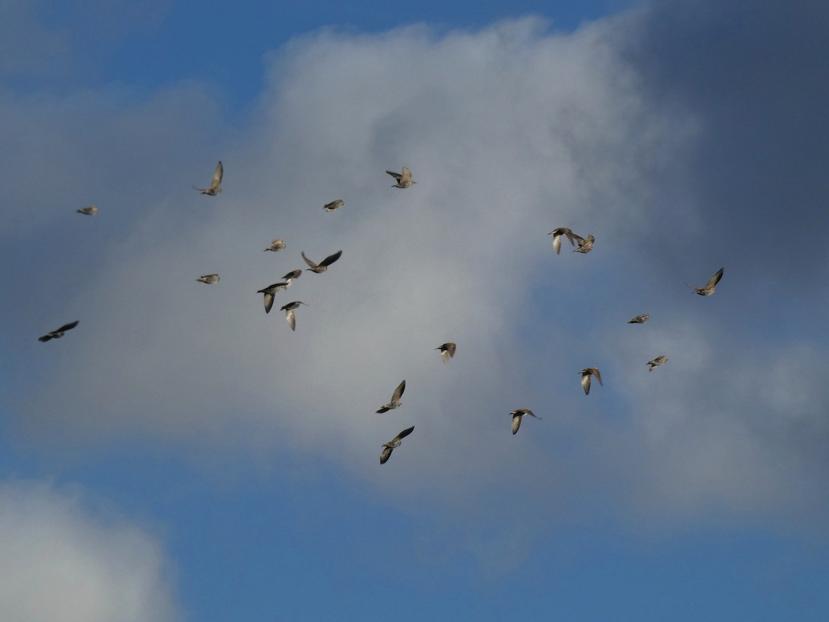 歐洲椋鳥 - ML645608948