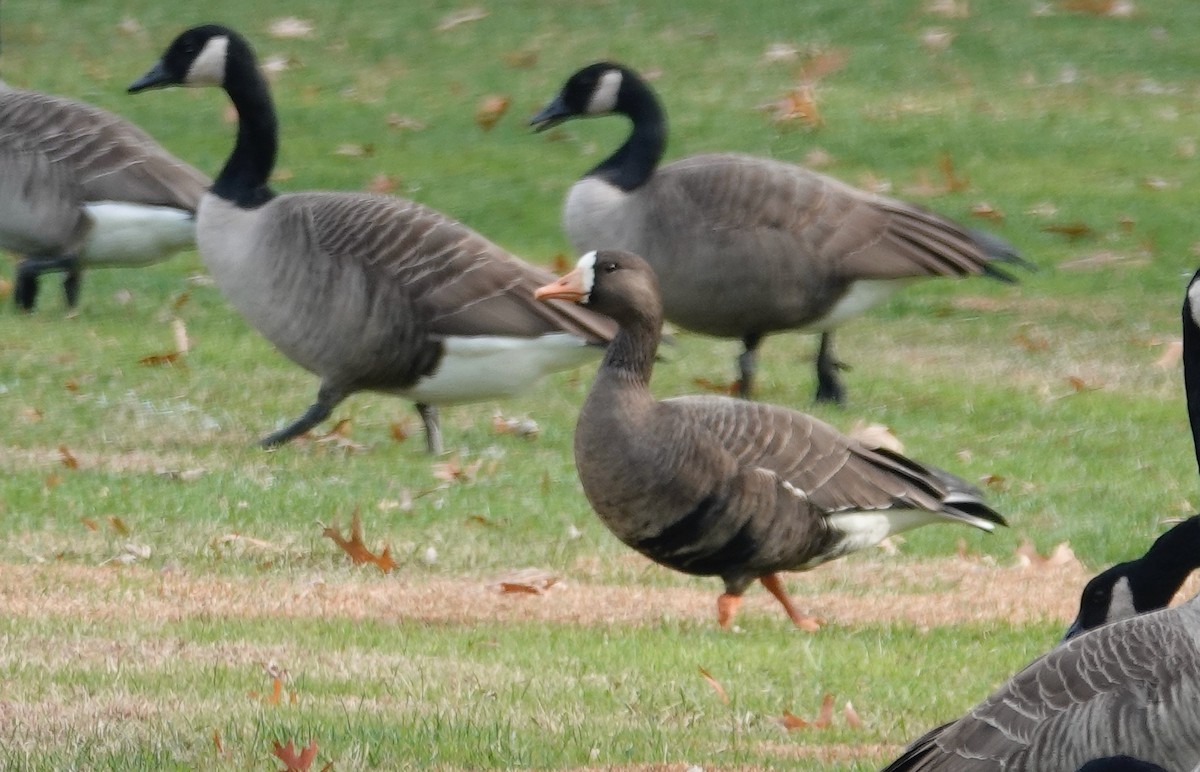 Oie rieuse - ML645608956