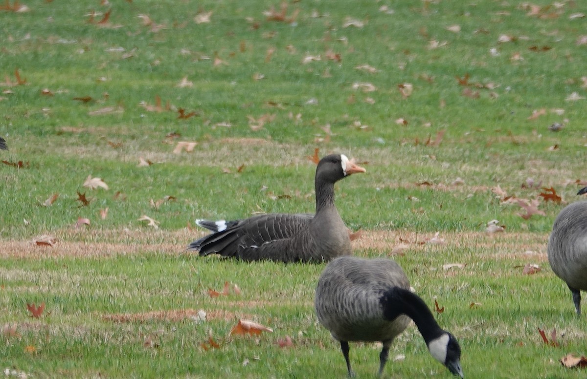 Oie rieuse - ML645608957