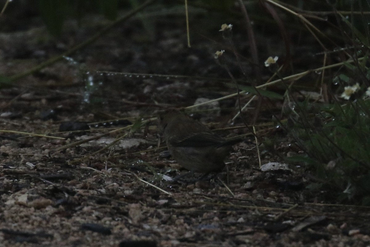 Indigo Bunting - ML645608964