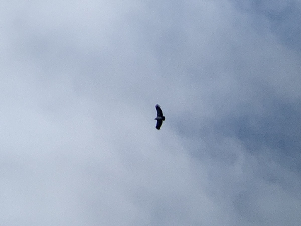 Sarcoramphe roi - ML645608965