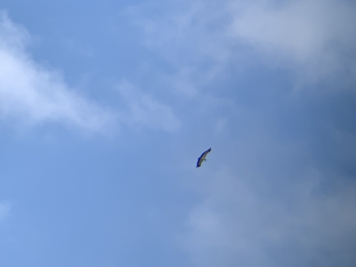 Sarcoramphe roi - ML645608966