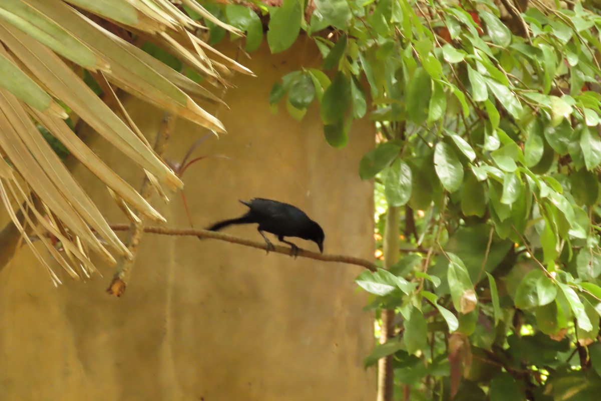 Großschwanzgrackel - ML645608967