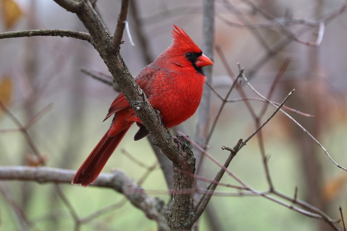 Northern Cardinal - ML645608971