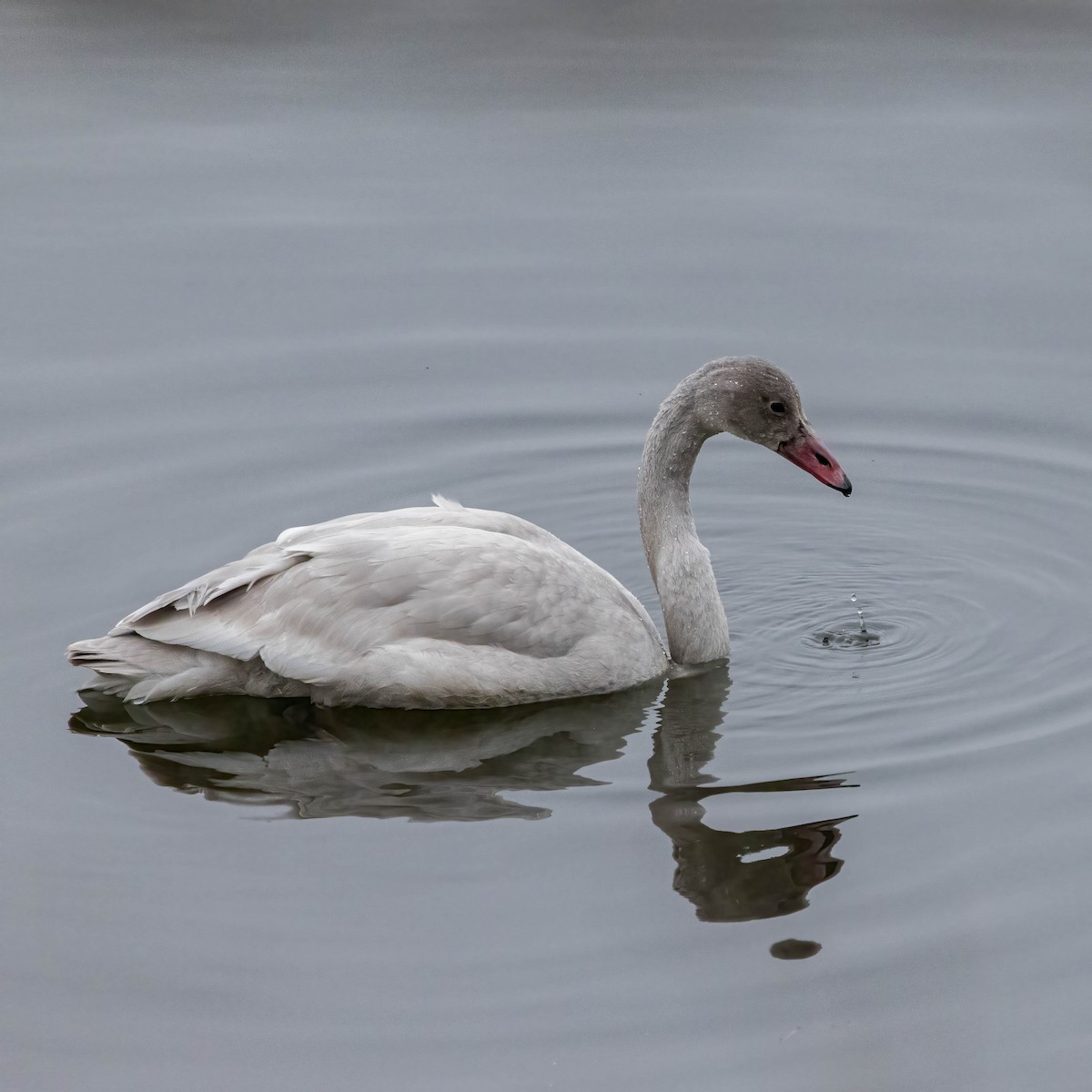 Tundra Swan - ML645608972