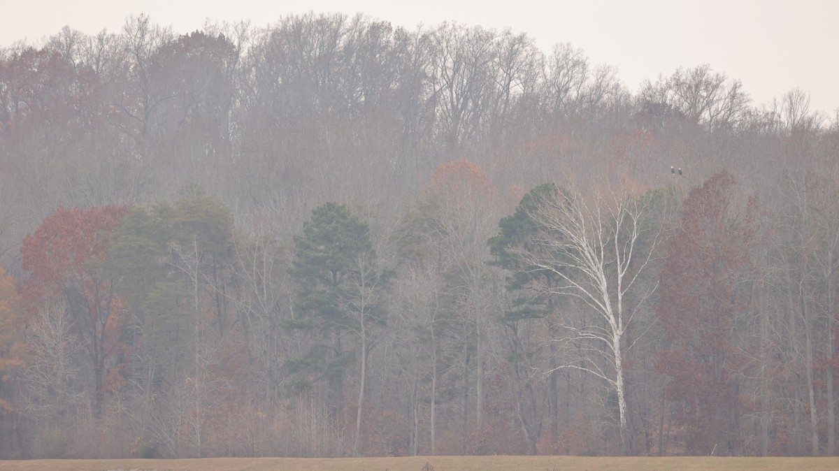 Bald Eagle - ML645608977