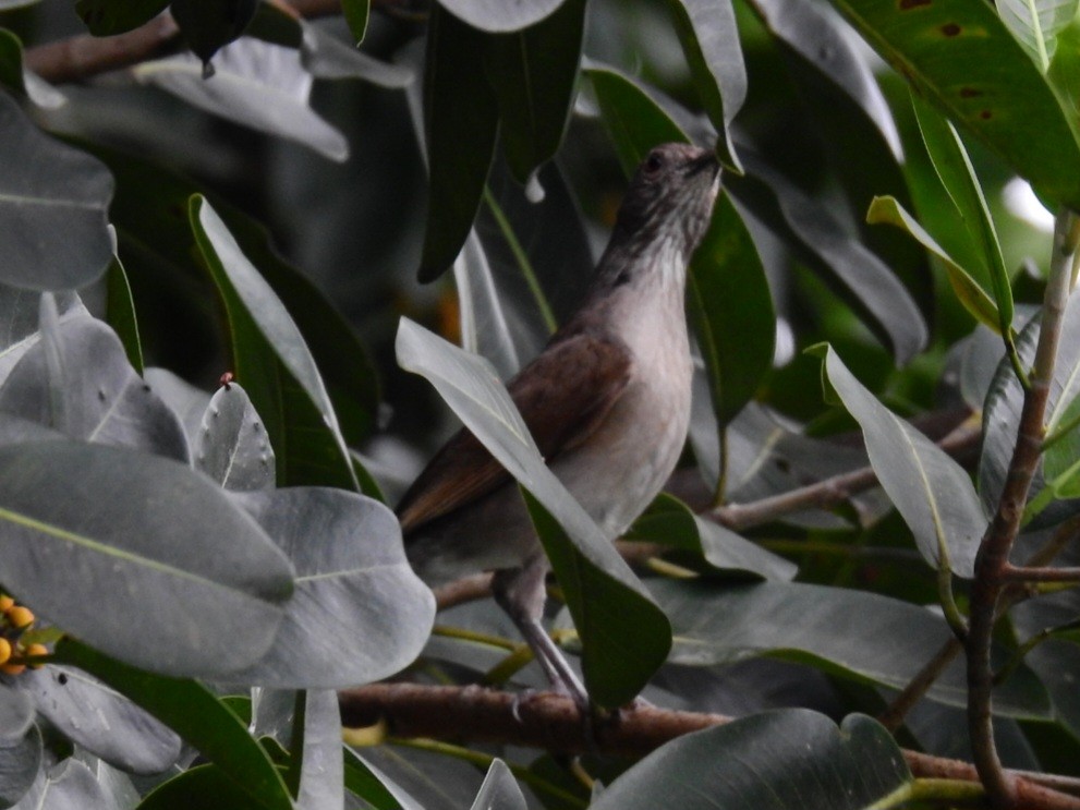 Pale-breasted Thrush - ML645608978
