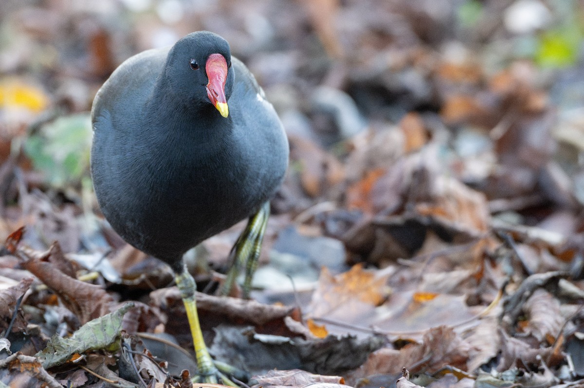 Eurasian Moorhen - ML645608981