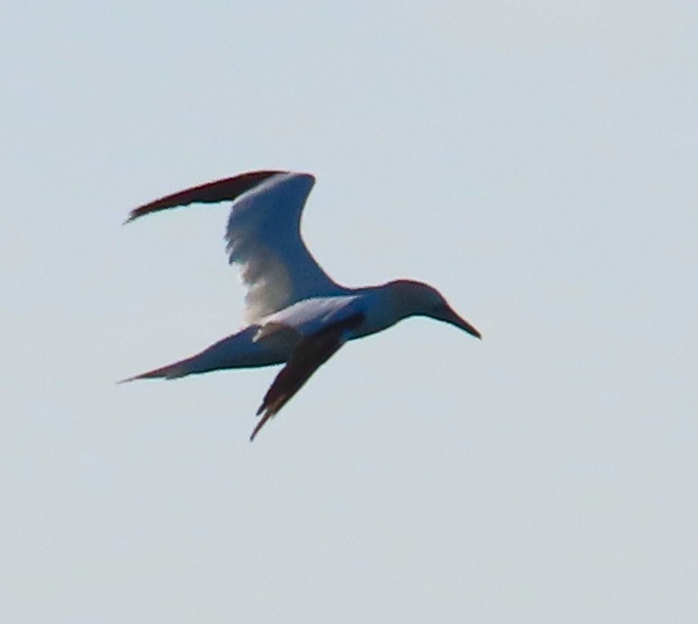 Сула атлантична - ML645608983