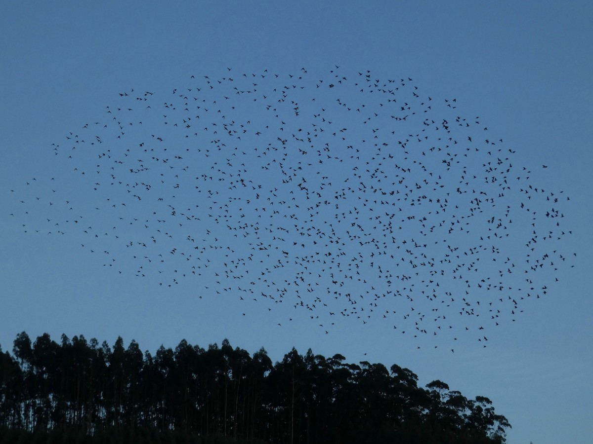 歐洲椋鳥 - ML645608986