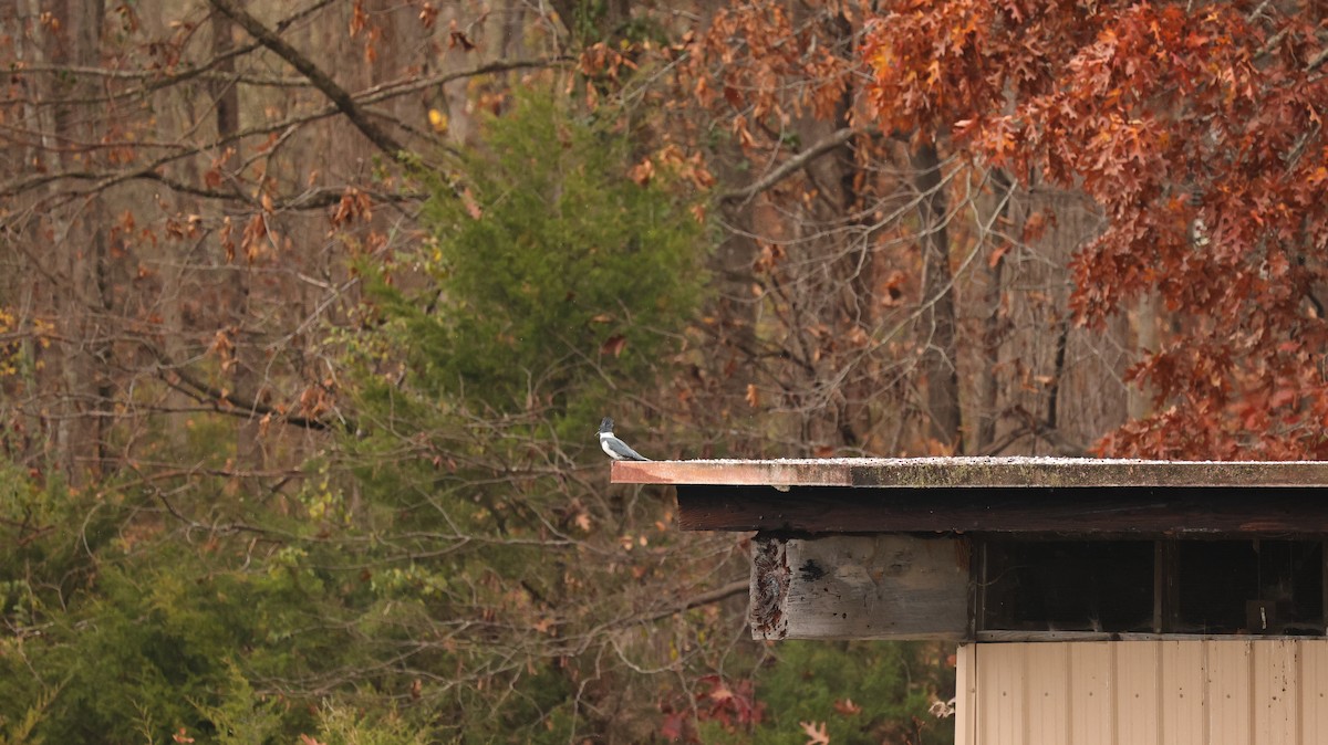 Belted Kingfisher - ML645608990