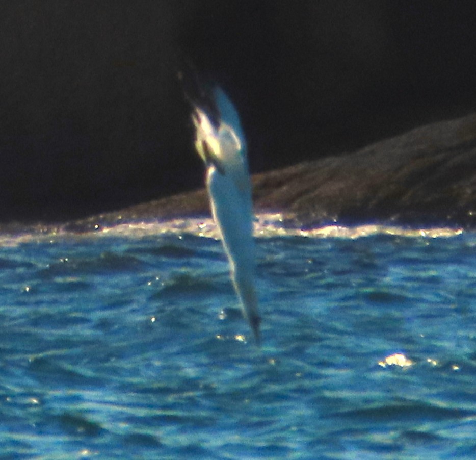 Сула атлантична - ML645608994