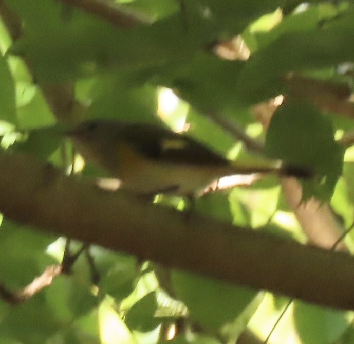 American Redstart - ML645608995