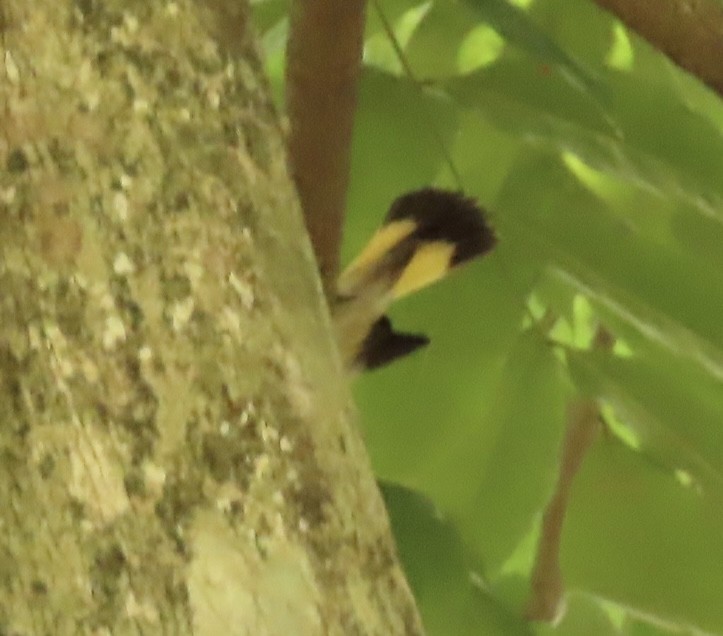 American Redstart - ML645608996