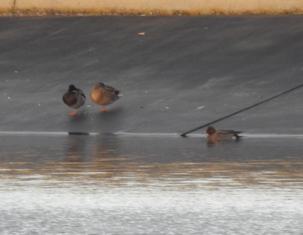 Зээрд нугас - ML645609001