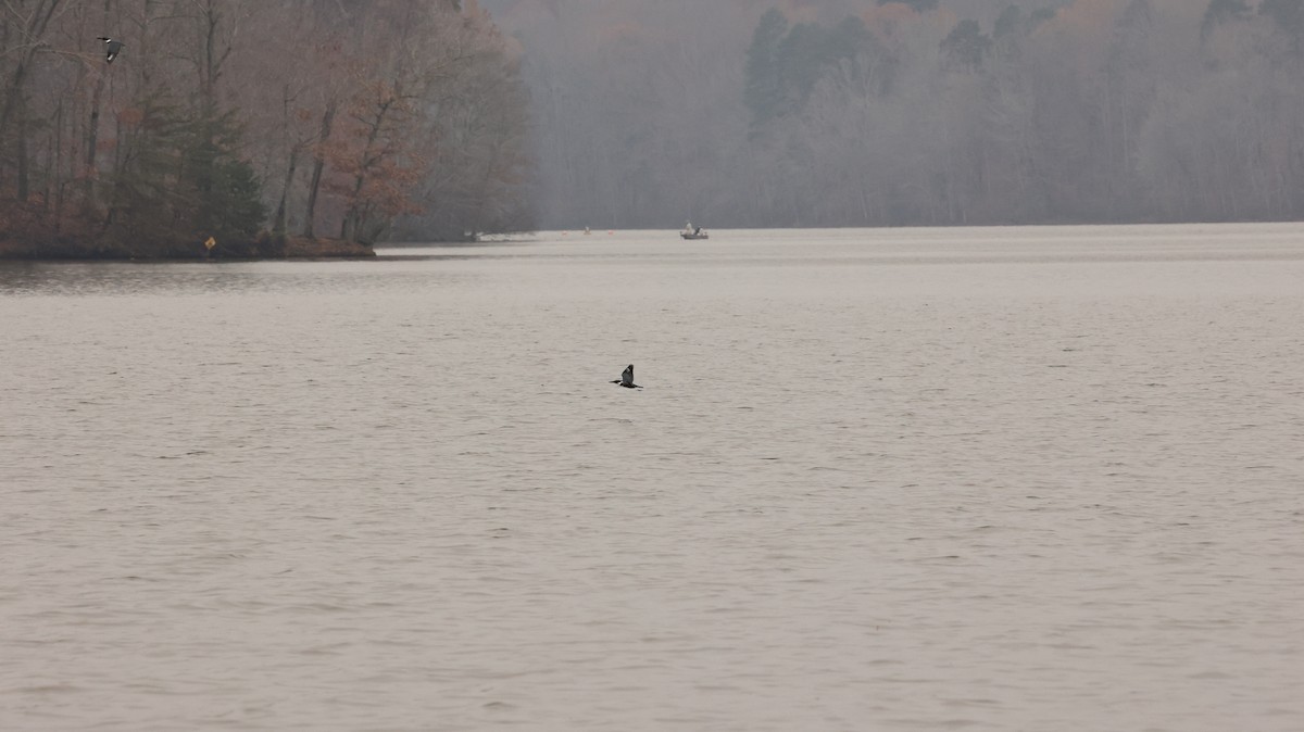 Belted Kingfisher - ML645609005