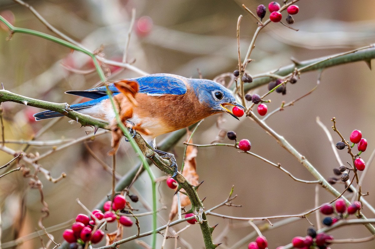 Eastern Bluebird - ML645609008