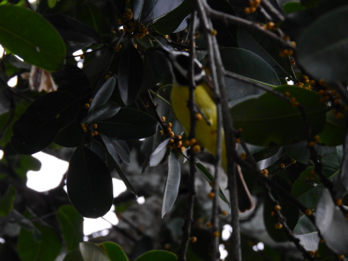 Social Flycatcher - ML645609009