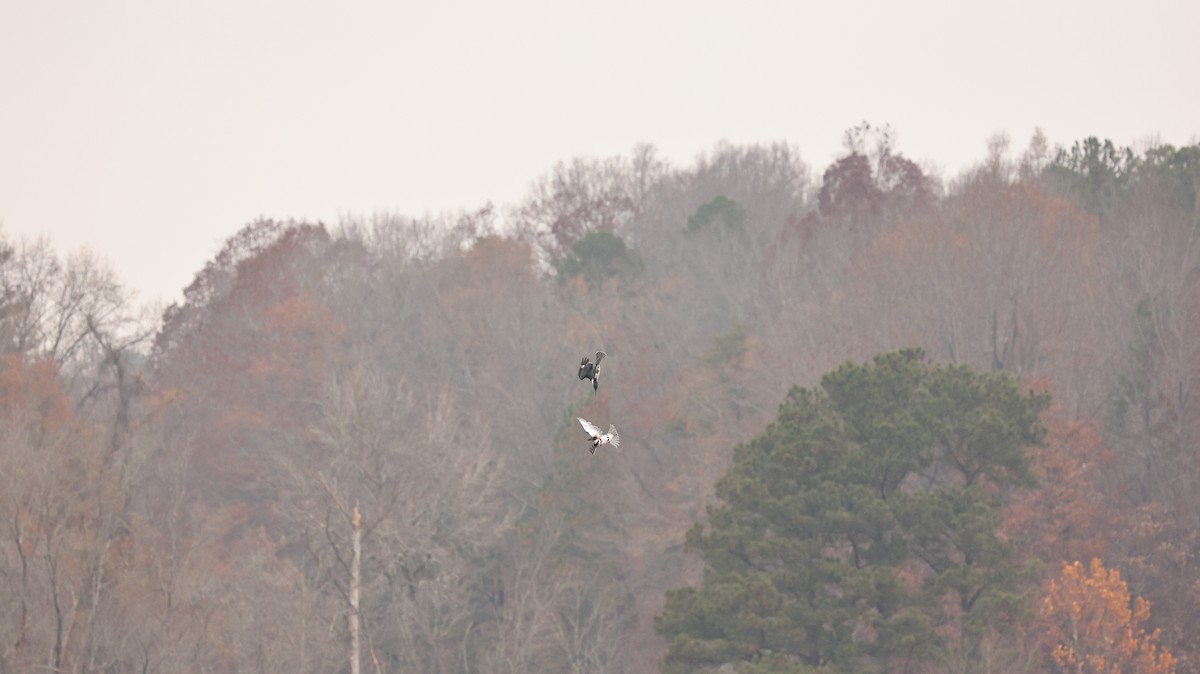 Belted Kingfisher - ML645609010