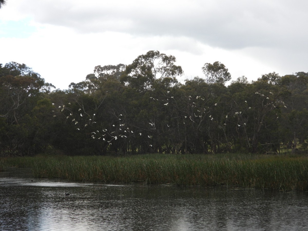 Little Corella - ML645609011