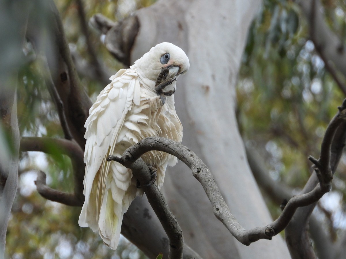 Little Corella - ML645609012