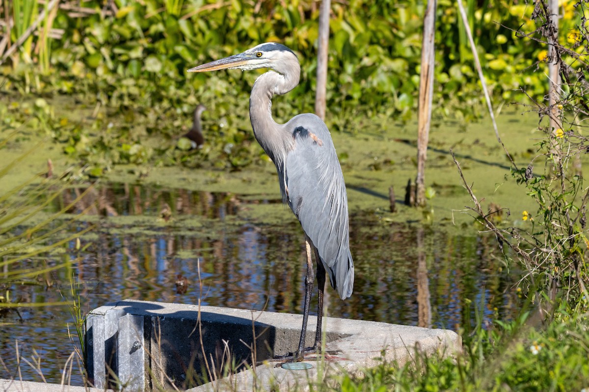 Great Blue Heron - ML645609014