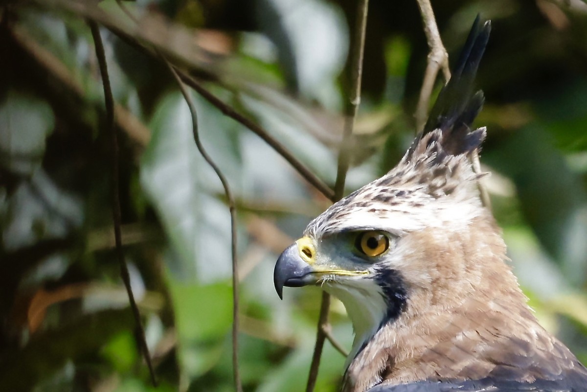 Ornate Hawk-Eagle - ML645609017