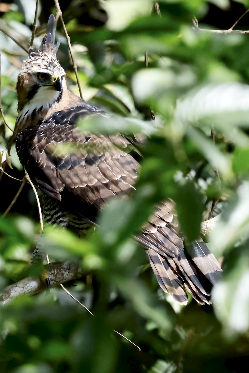Ornate Hawk-Eagle - ML645609018