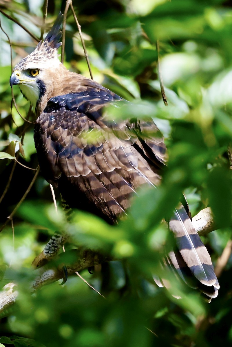 Ornate Hawk-Eagle - ML645609019