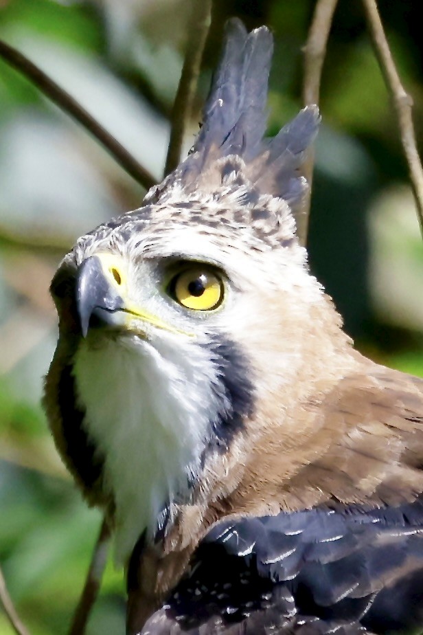 Ornate Hawk-Eagle - ML645609020