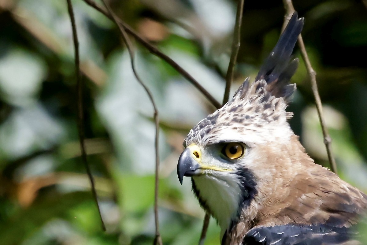 Ornate Hawk-Eagle - ML645609021