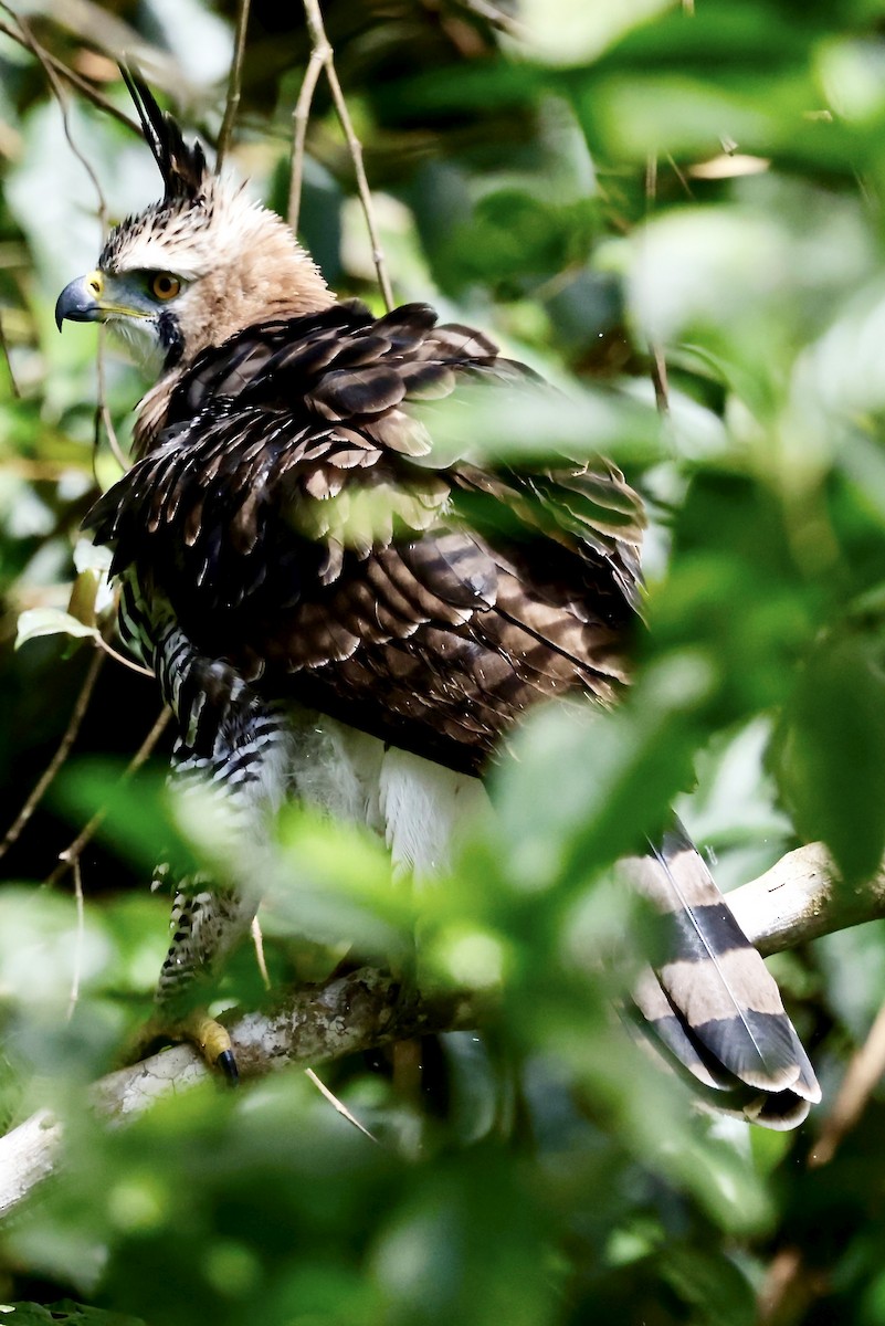 Ornate Hawk-Eagle - ML645609022