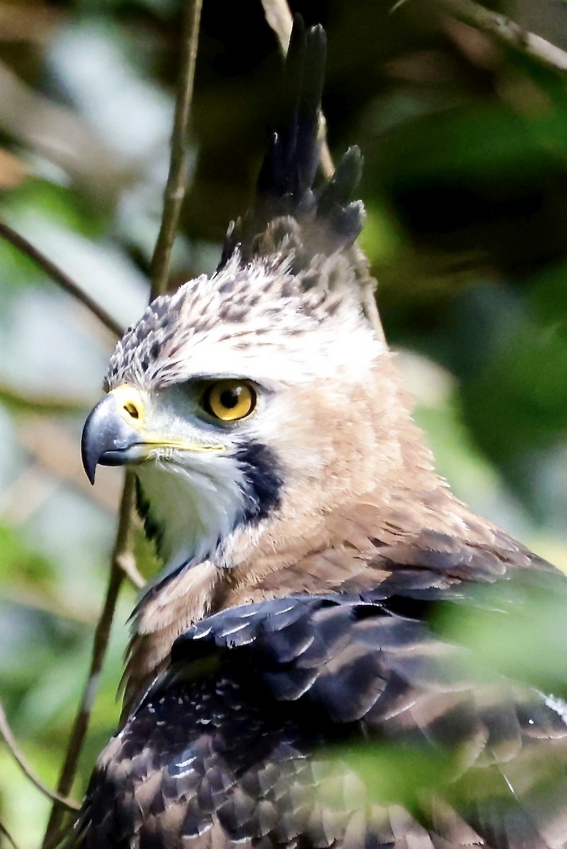 Ornate Hawk-Eagle - ML645609023
