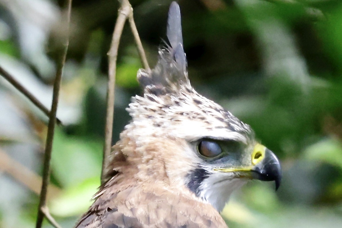 Ornate Hawk-Eagle - ML645609024