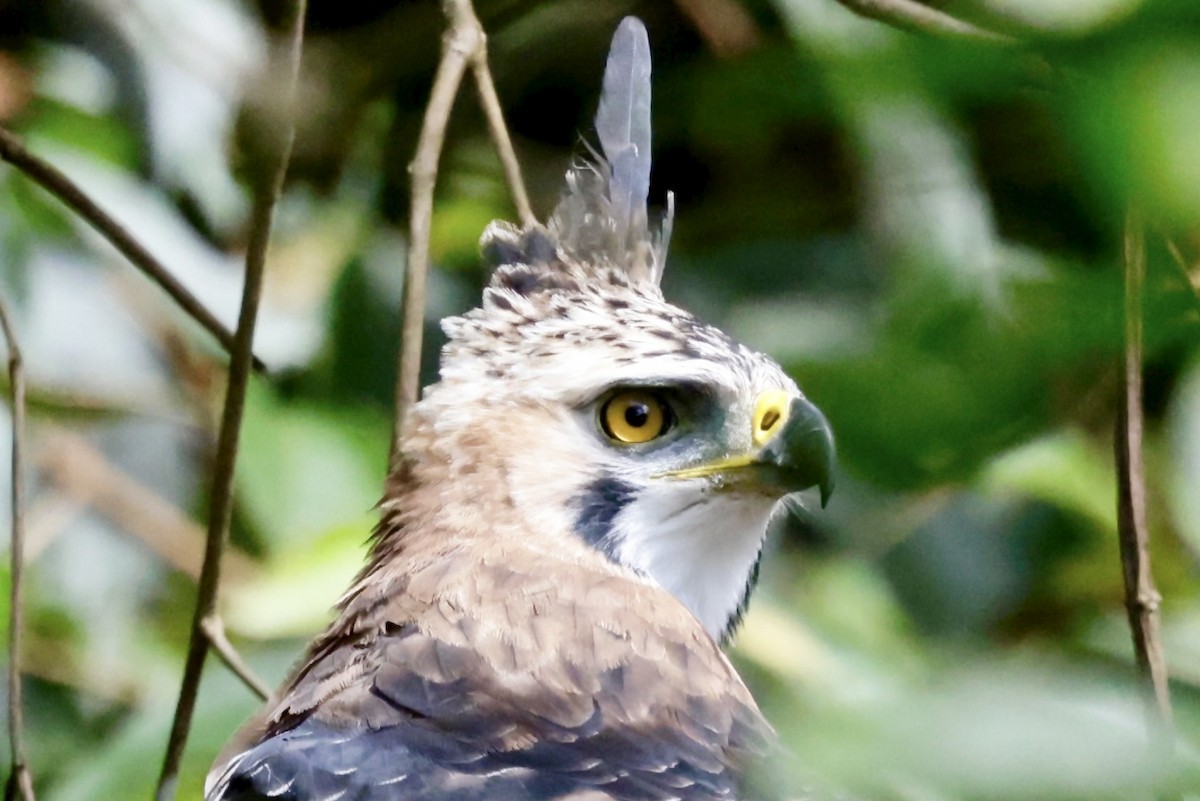 Ornate Hawk-Eagle - ML645609026