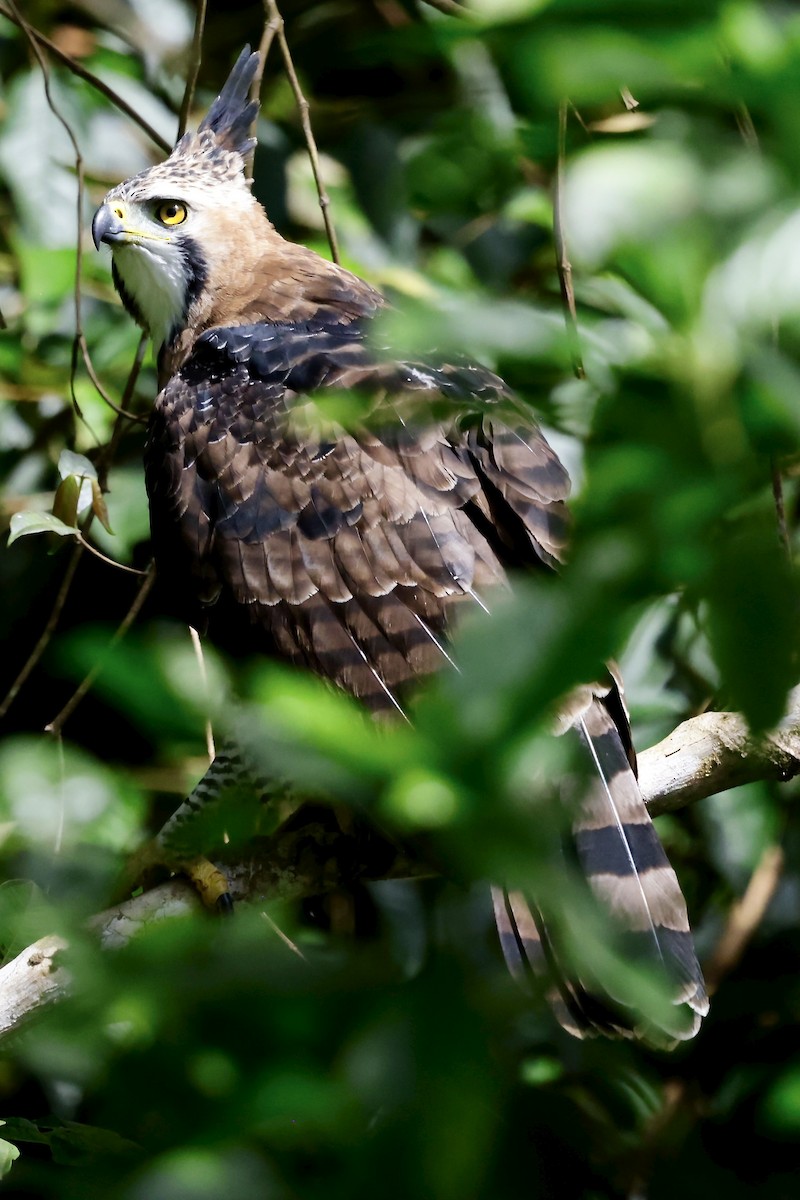 Ornate Hawk-Eagle - ML645609027