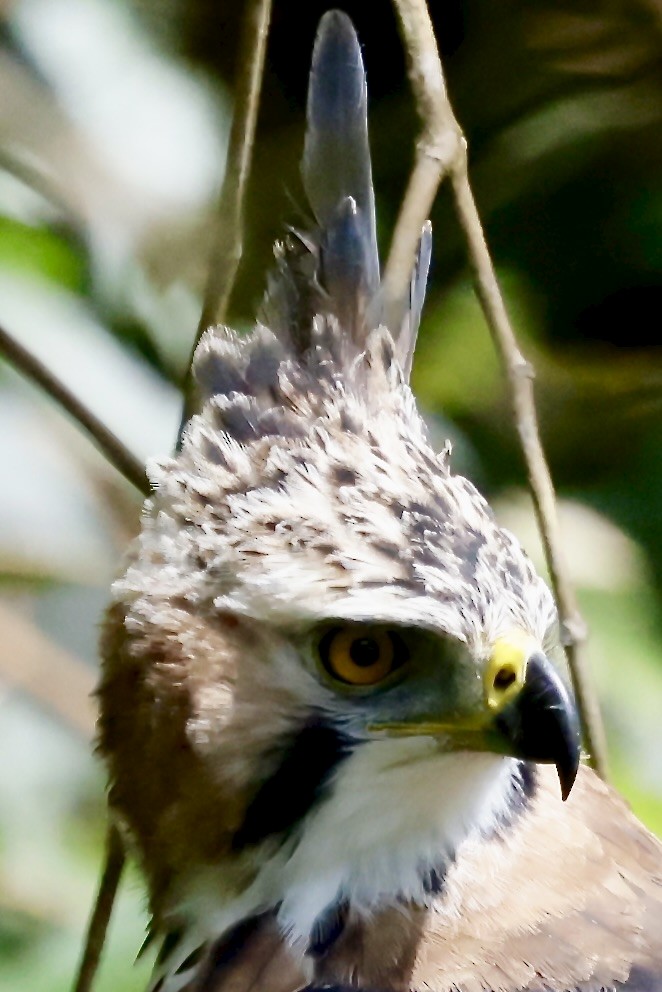 Ornate Hawk-Eagle - ML645609028