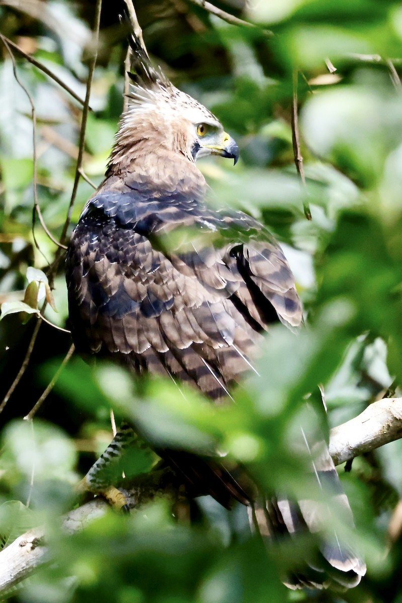 Ornate Hawk-Eagle - ML645609029