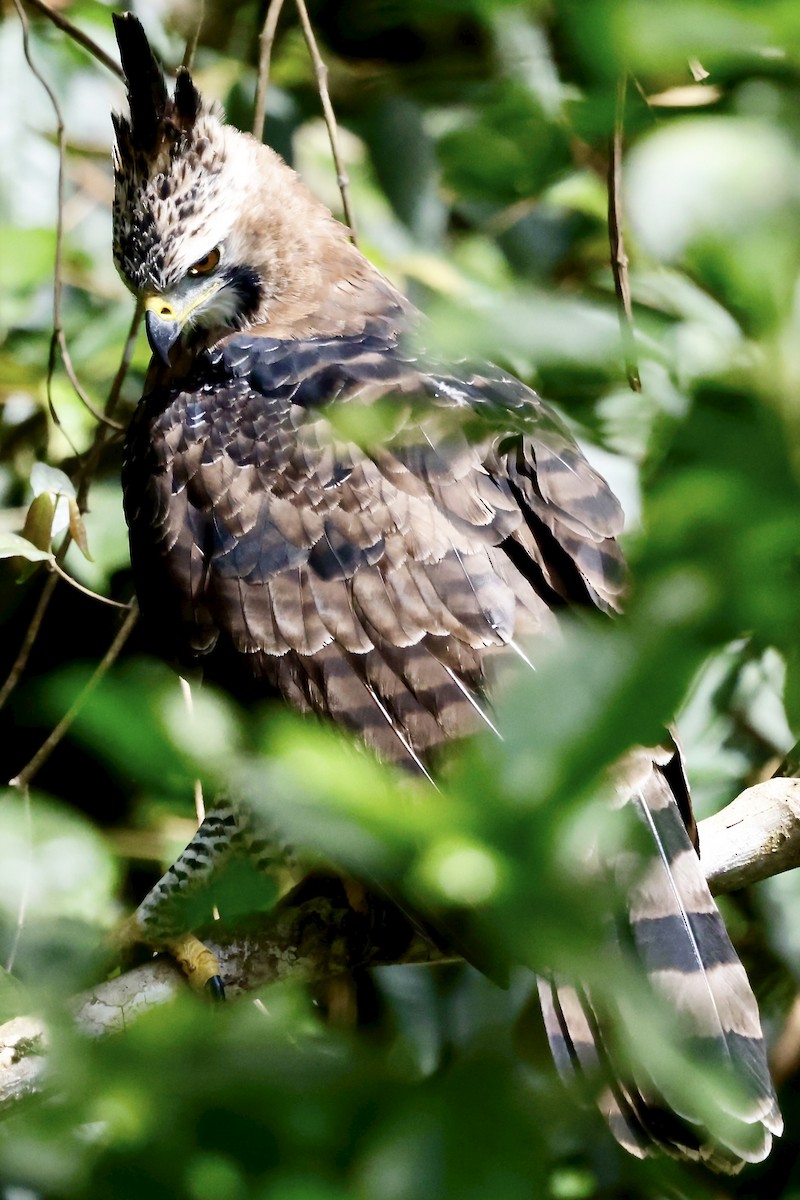 Ornate Hawk-Eagle - ML645609030