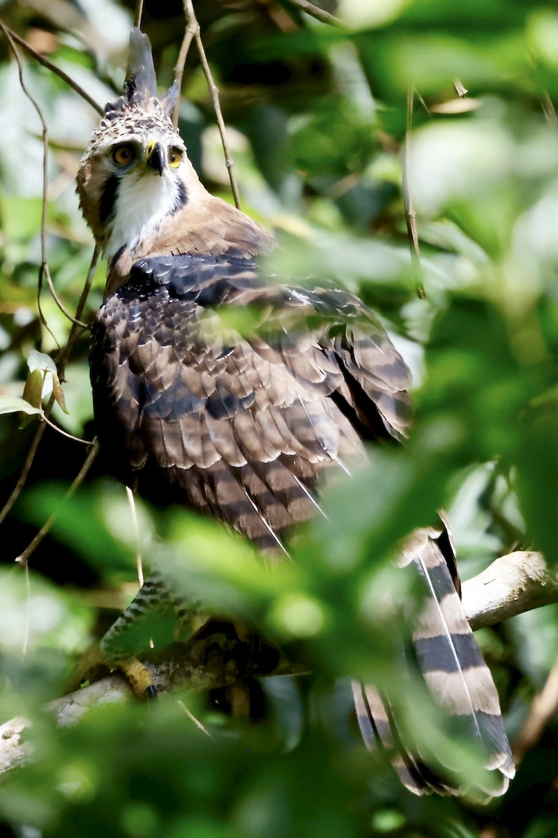 Ornate Hawk-Eagle - ML645609031