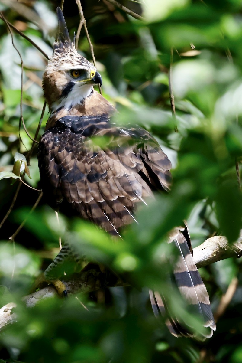 Ornate Hawk-Eagle - ML645609032