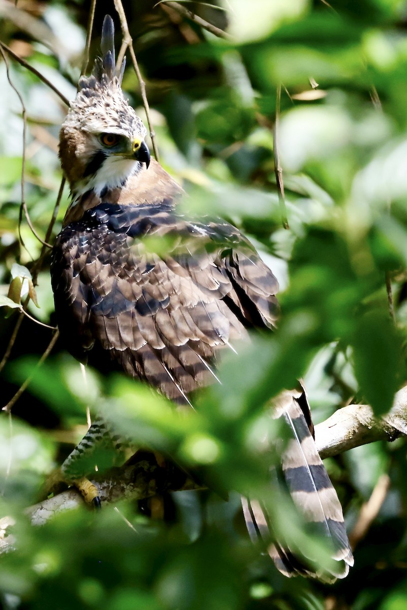 Ornate Hawk-Eagle - ML645609033