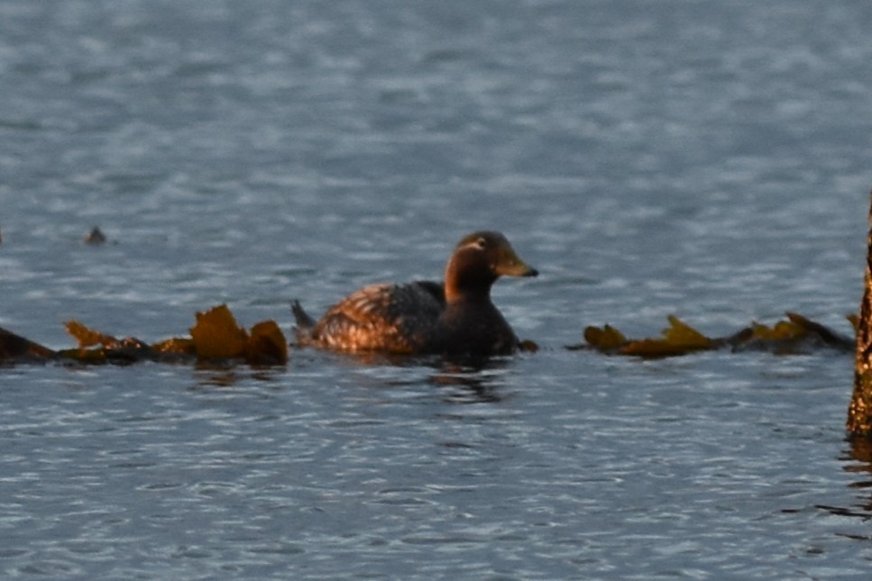 Flying Steamer-Duck - ML645609034