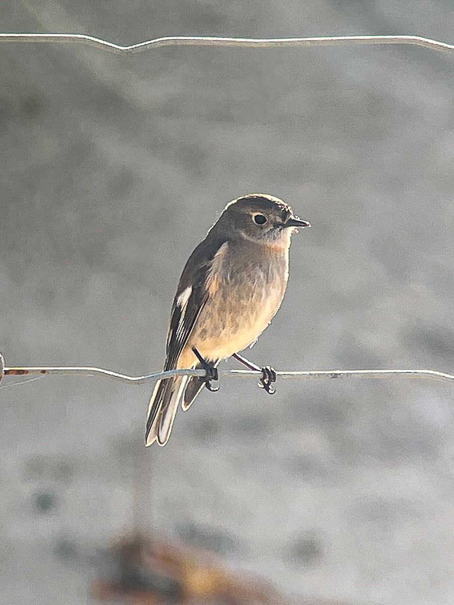 Flame Robin - ML645609035