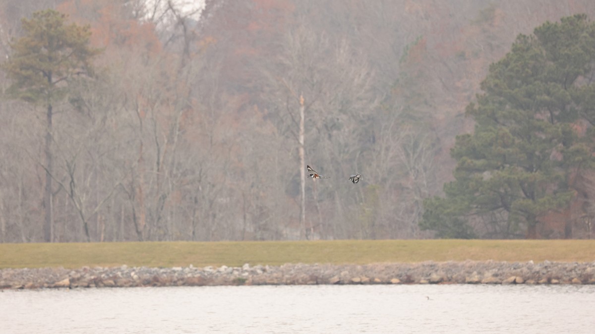 Belted Kingfisher - ML645609036