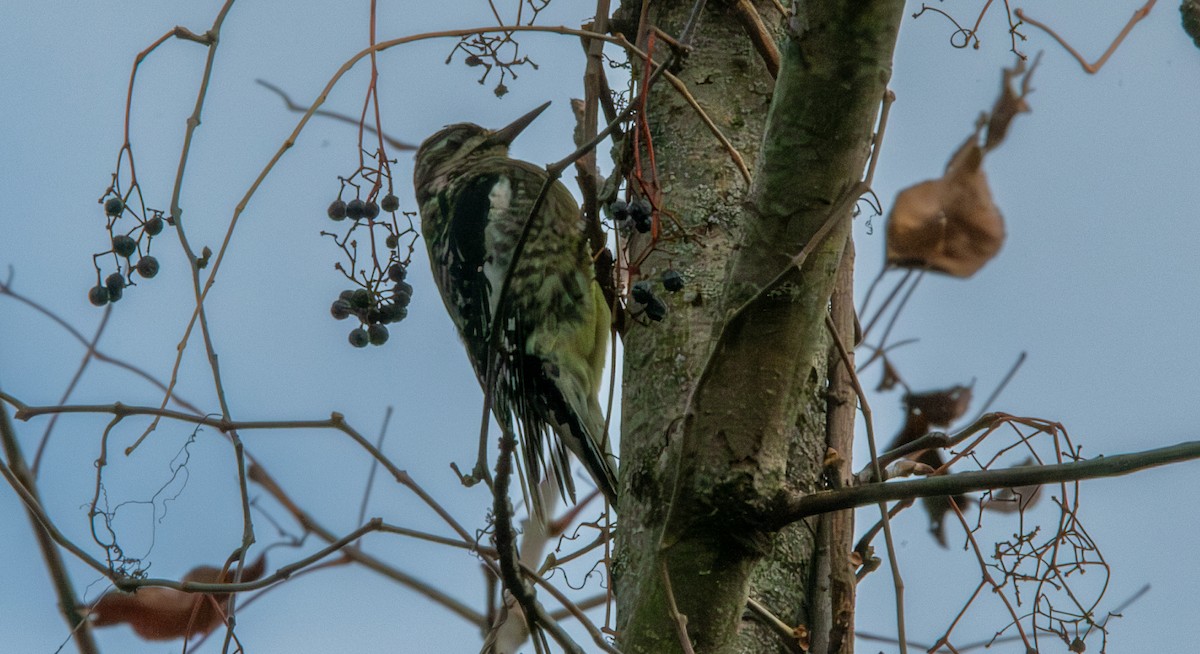 Yellow-bellied Sapsucker - ML645609037