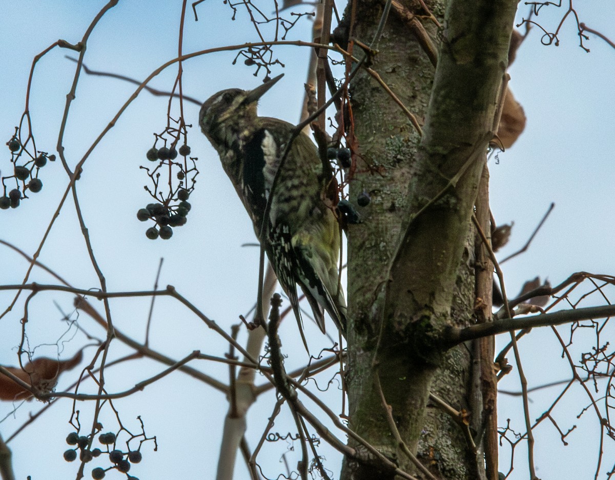 Yellow-bellied Sapsucker - ML645609039