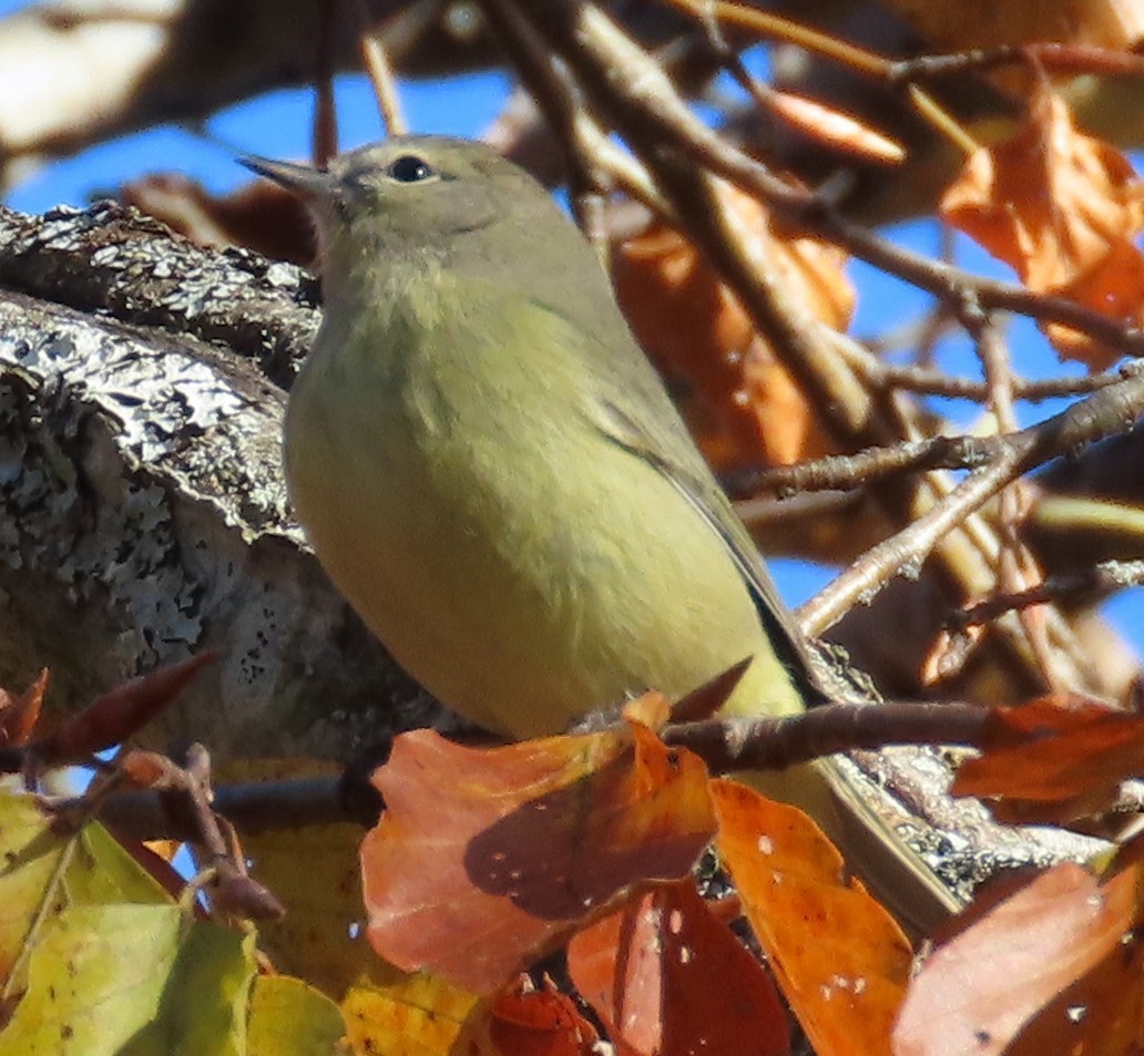 Orange-crowned Warbler - ML645609040