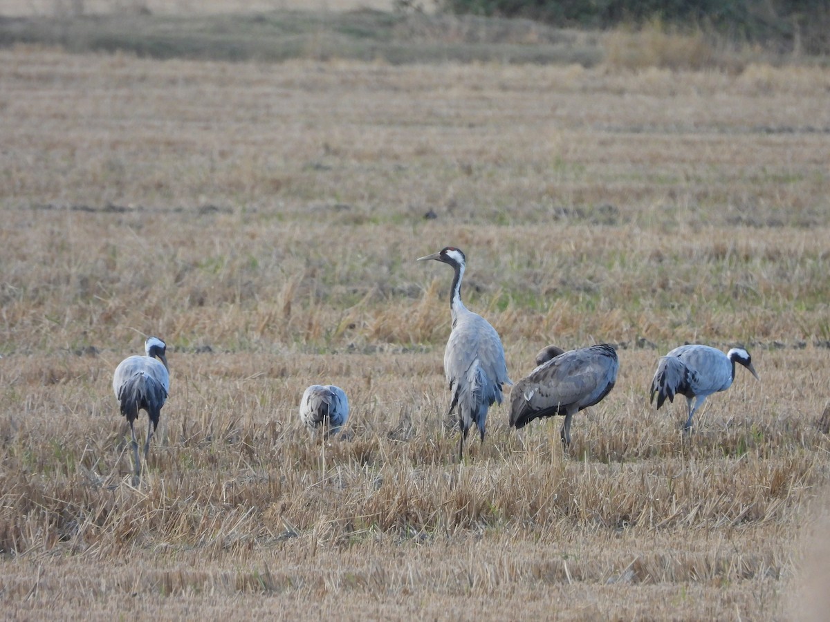 Common Crane - ML645609041