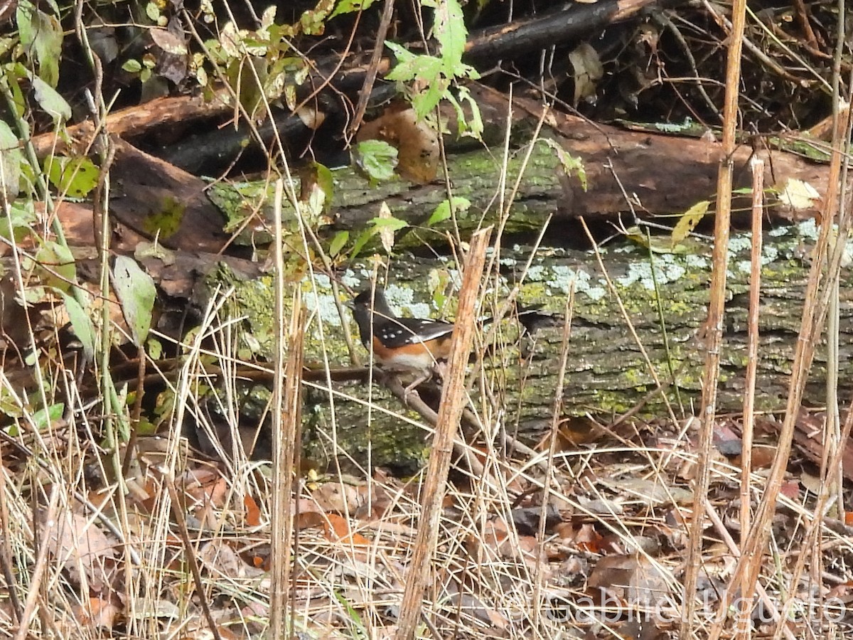 Spotted Towhee - ML645609043
